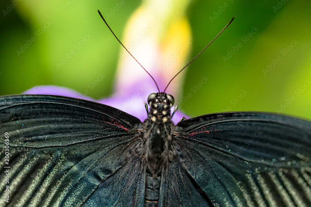 美丽的蝴蝶大摩门教，热带森林中的凤蝶
