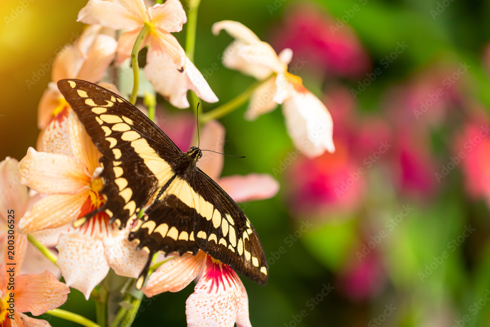热带森林中美丽的蝴蝶变形石碑