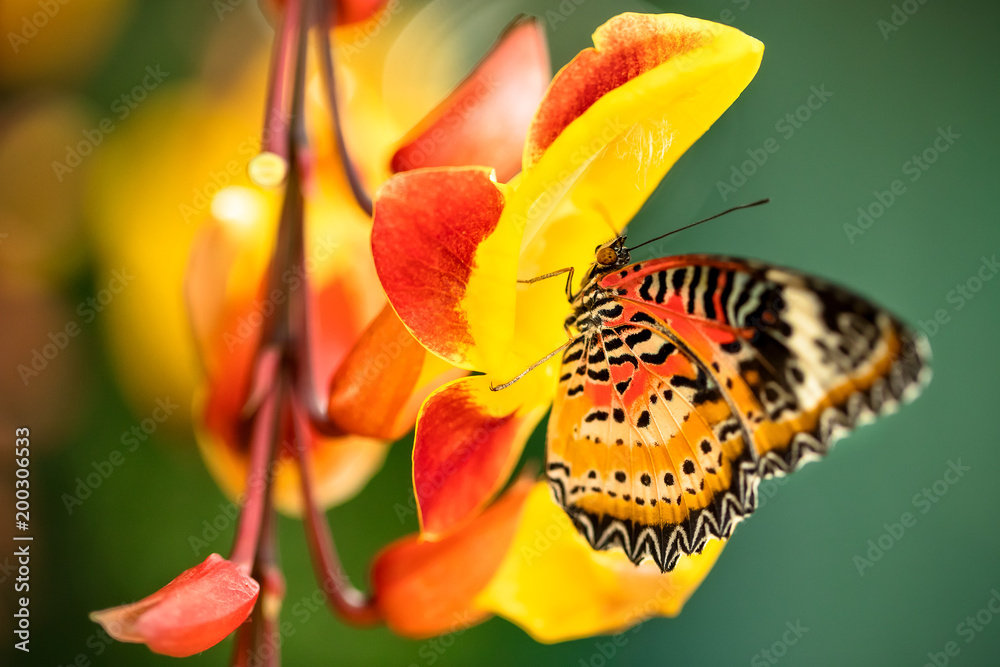 热带森林中美丽的蝴蝶