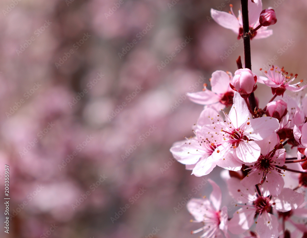 盛开着美丽的粉红色春花——蓝色天空背景下的李子、黑樱桃。春天的海洋