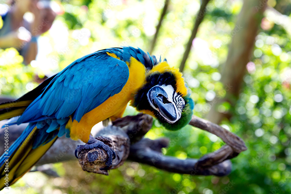 亚马逊鹦鹉在丛林中的彩色肖像。绿色背景下野生鹦鹉头的侧视图