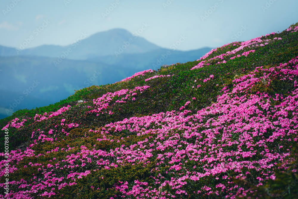 夏日山上神奇的粉红色杜鹃花。戏剧性的天空和五颜六色的日落。Chornohora rid