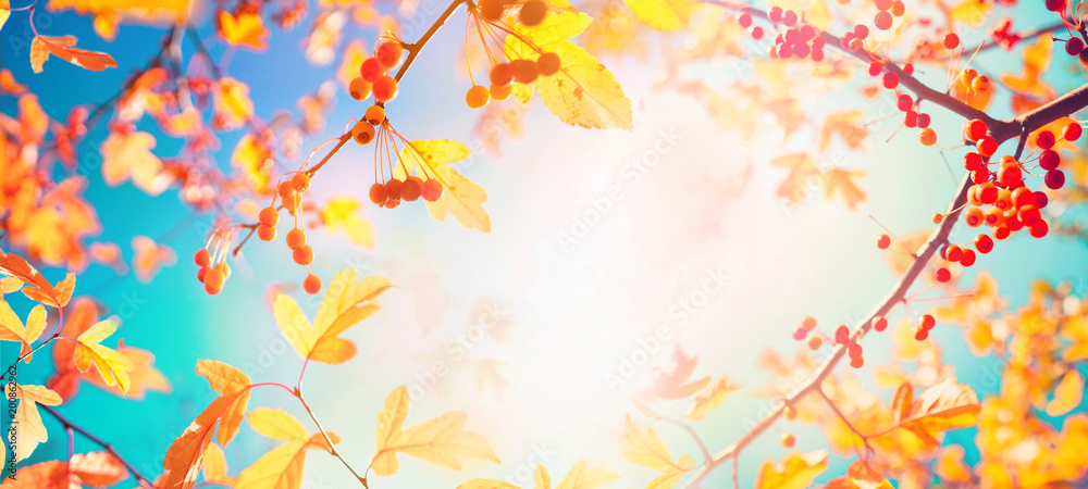 美丽明亮的秋季自然全景背景，金黄色的树叶和橙色的秋日浆果