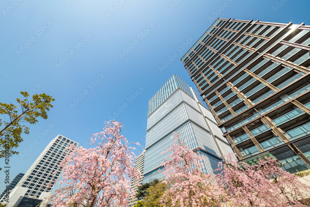 都会に咲く満開の桜