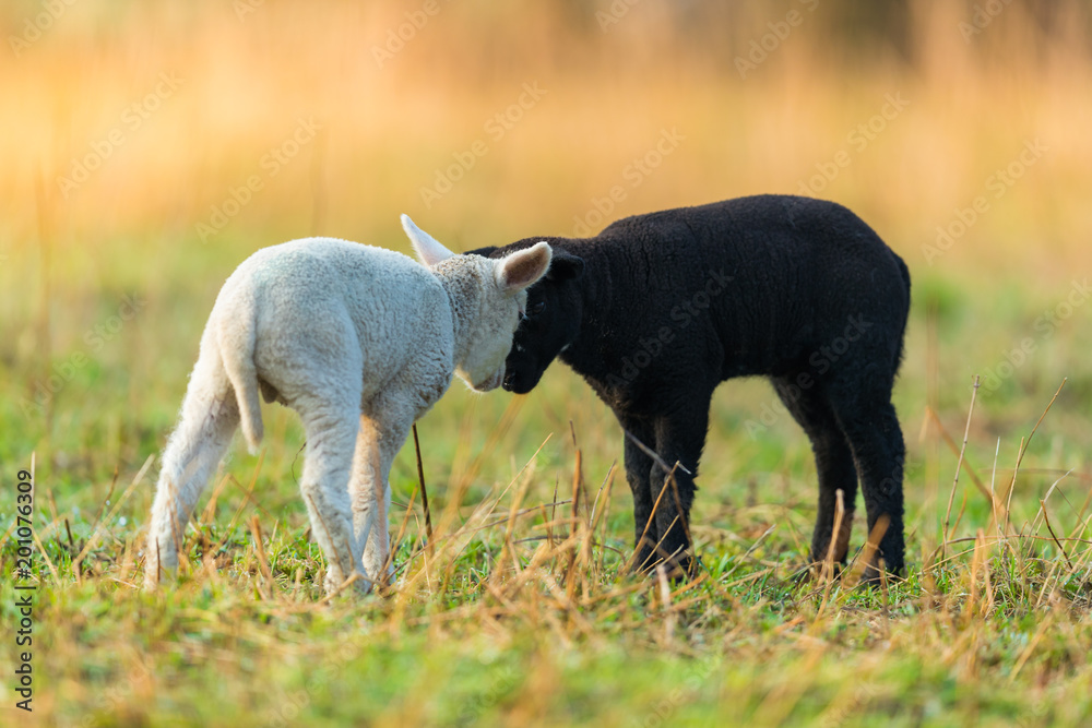 牧场上可爱的黑白小羊羔