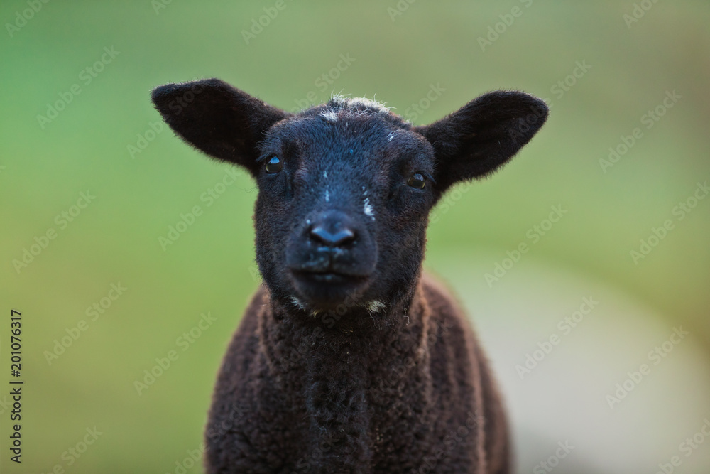 牧场上的年轻黑羔羊画像，春天的清晨。