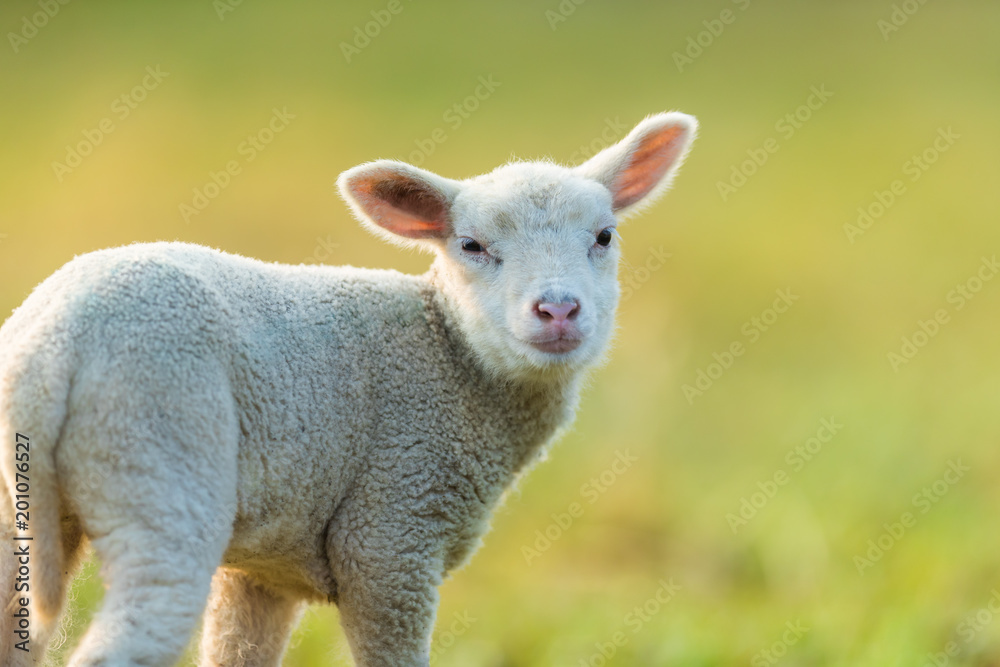春天的清晨，牧场上可爱的小羊羔。
