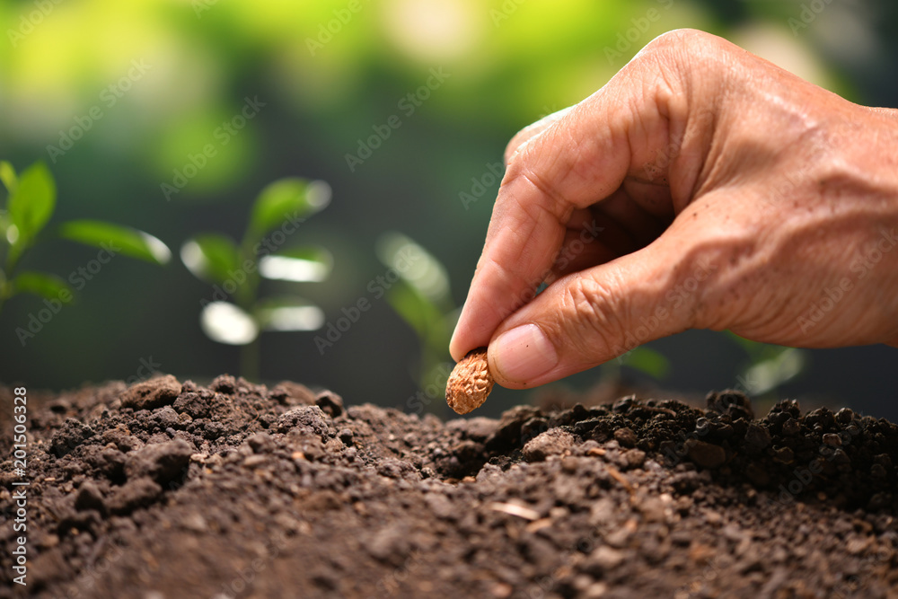 农民在土壤中亲手播种