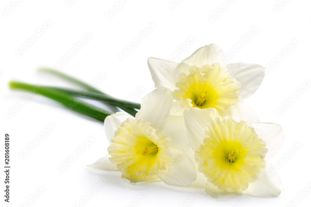 美丽的水仙花被隔离在白色背景上。春天的花束