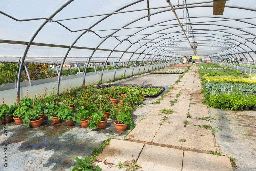 种植花卉的温室。花卉种植业