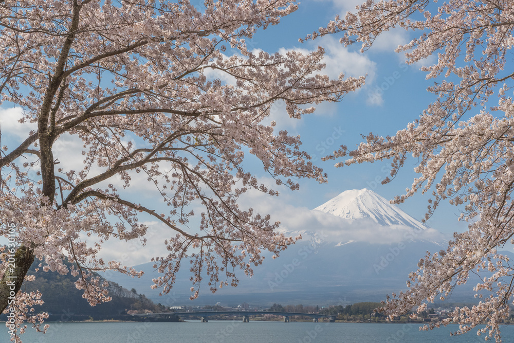 春季日本川口湖樱花和富士山