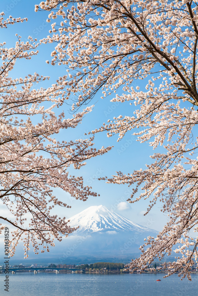 日本川口湖樱花和富士山春天