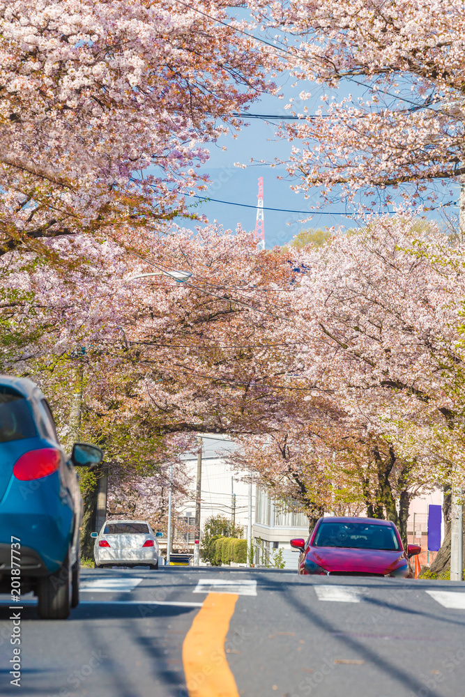 道路沿いに咲く満開の桜