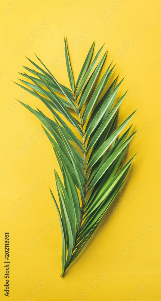 明亮黄色背景上的绿色棕榈枝，俯视图，窄构图。暑假或tr