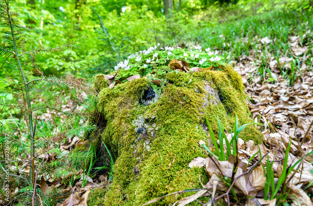 春天德国普法尔茨森林的苔藓和白花