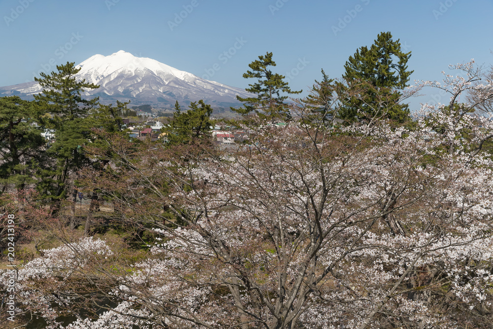 岩木山和樱花在春天盛开。岩木山是一座位于西南部的复合火山