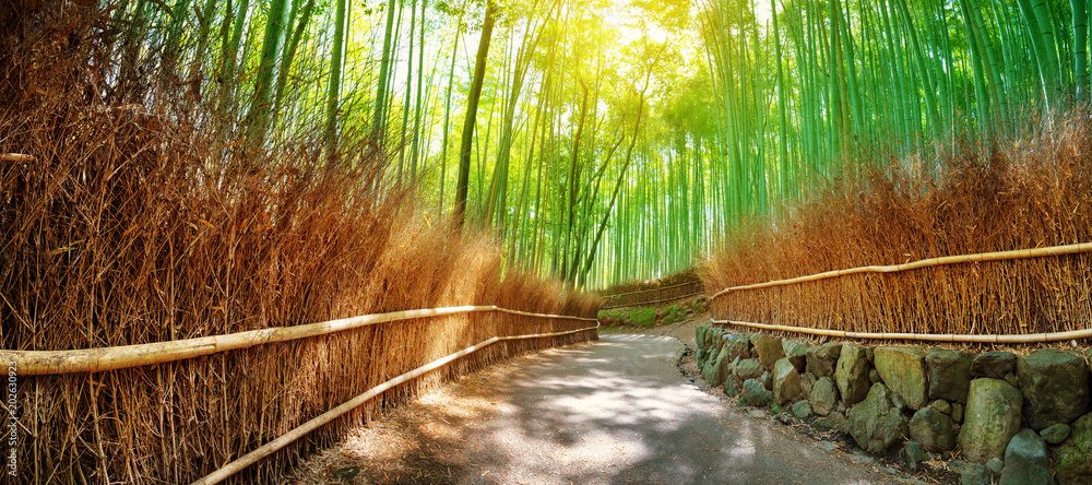 日本京都竹林中的小路。荒山森林