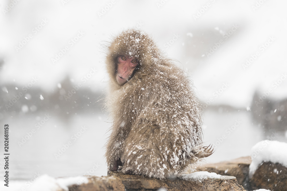 Jigokudani猴子公园，猴子在日本长野的天然温泉中沐浴