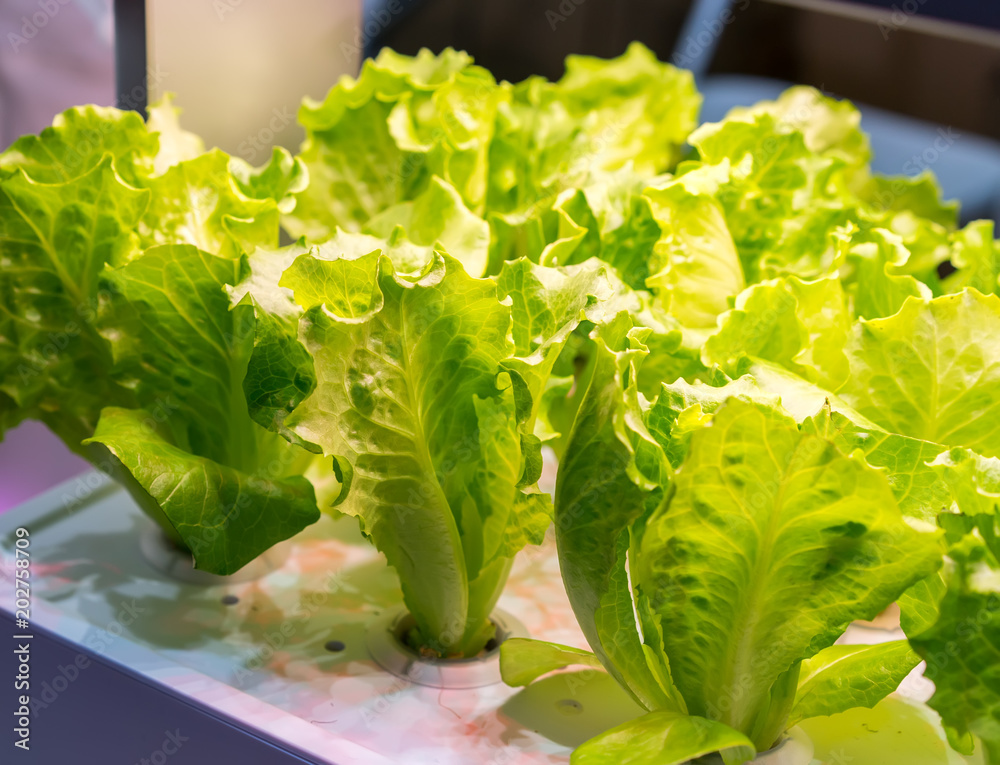 LED照明室内农场有机水培蔬菜种植，农业技术