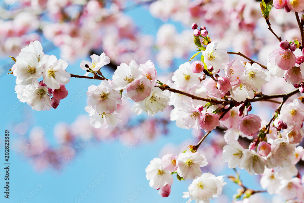樱花盛开。春天，花园里的日本樱花树