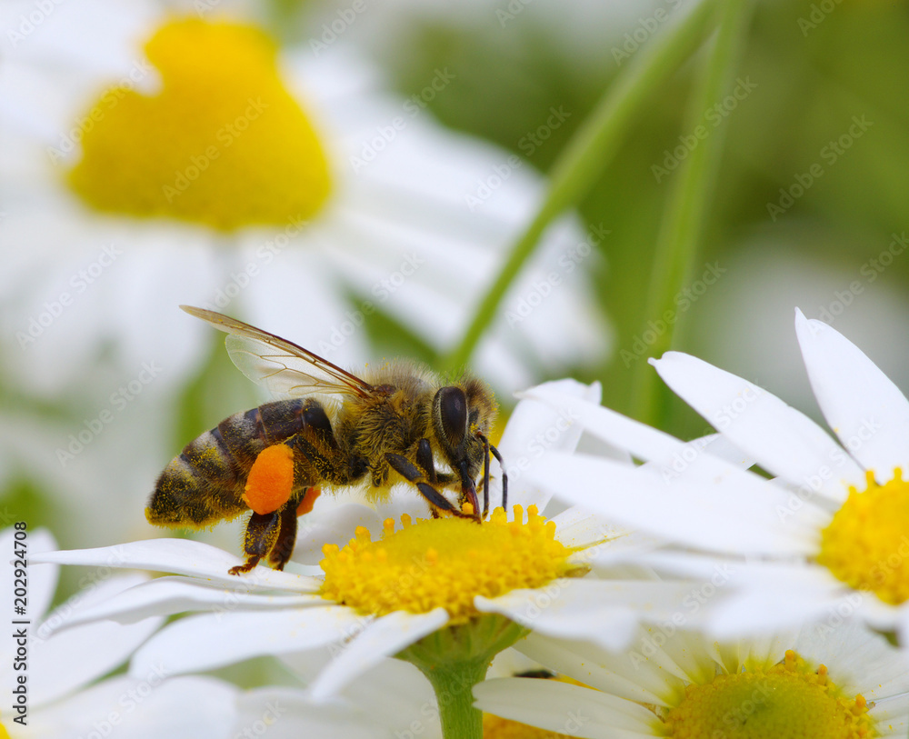 蜜蜂花粉篮满了