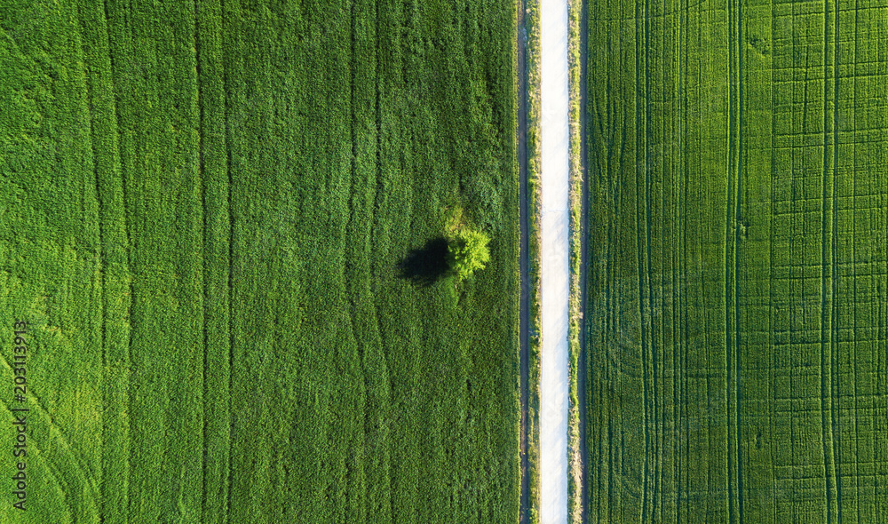 田野和道路上的一棵树。空中的农业景观