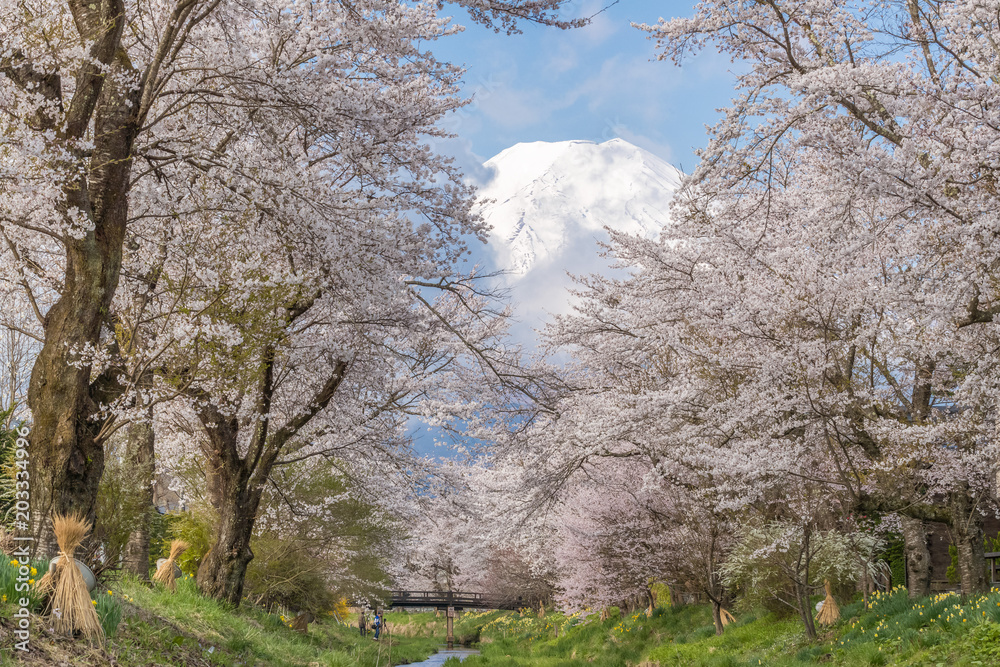 樱花树和富士山在Oshino Hakkai的春天