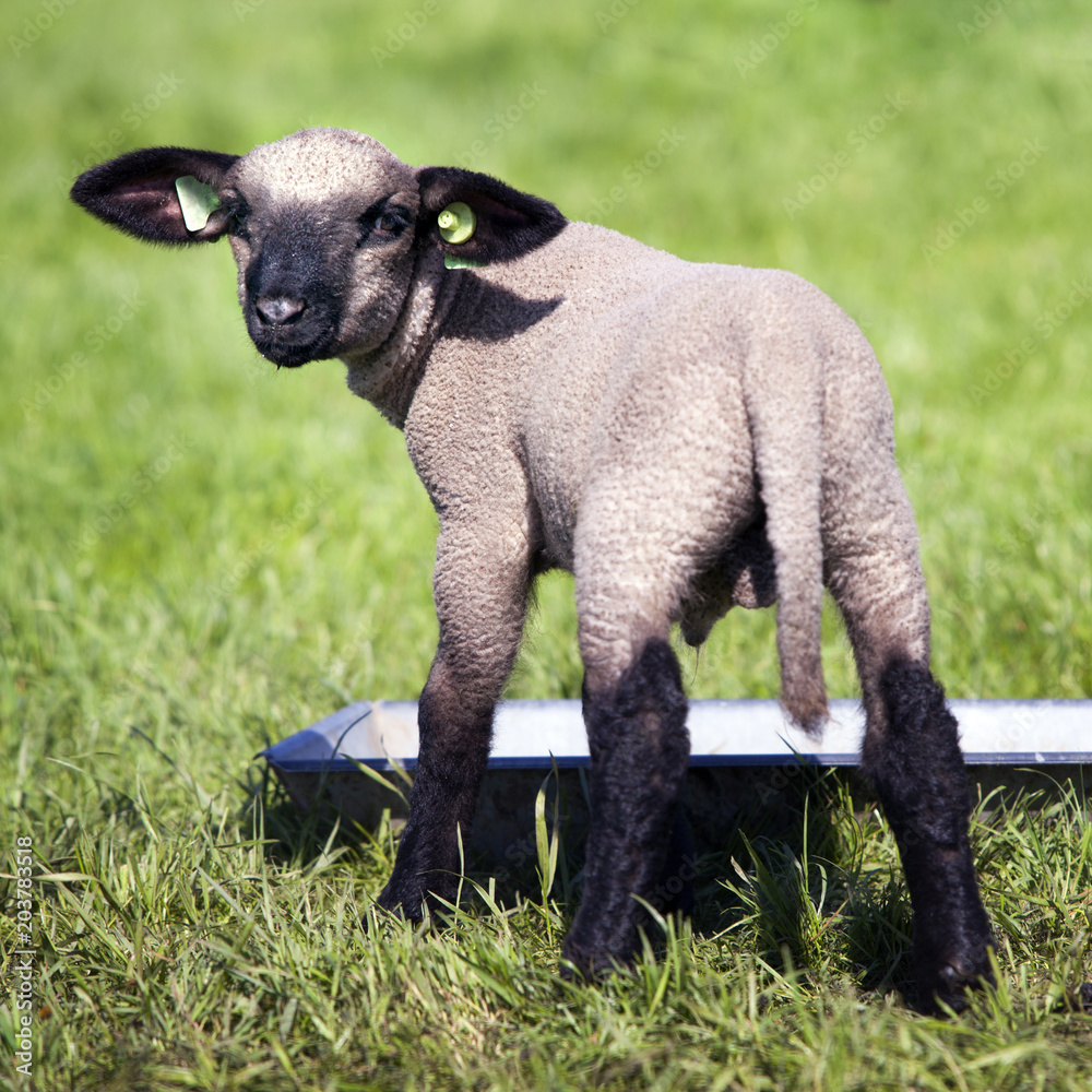食物槽附近绿色草地上的年轻漂亮的羔羊