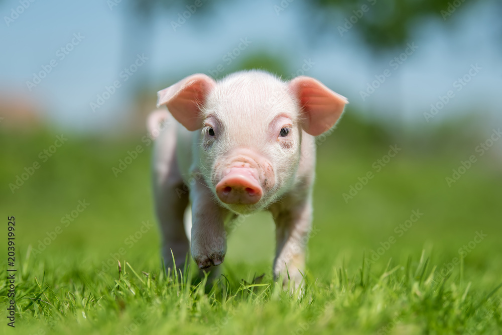 农场春日绿草上的新生小猪
