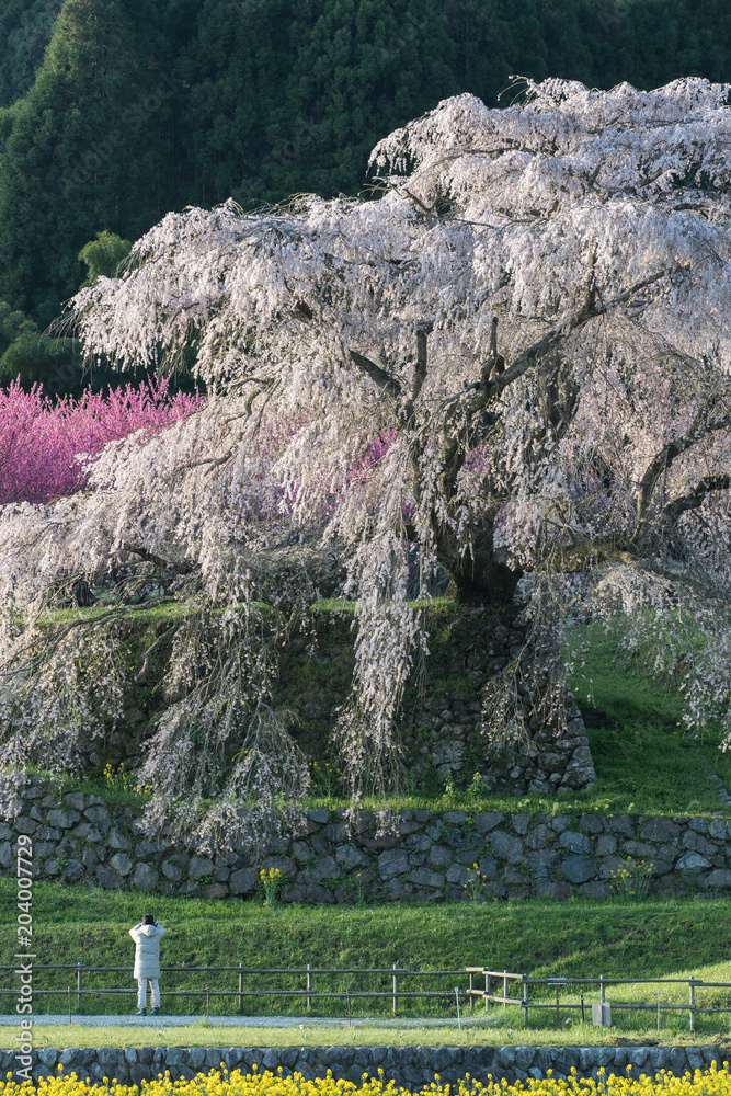 奈良县宇田市弘果地区种植的受人喜爱的巨型垂枝樱花