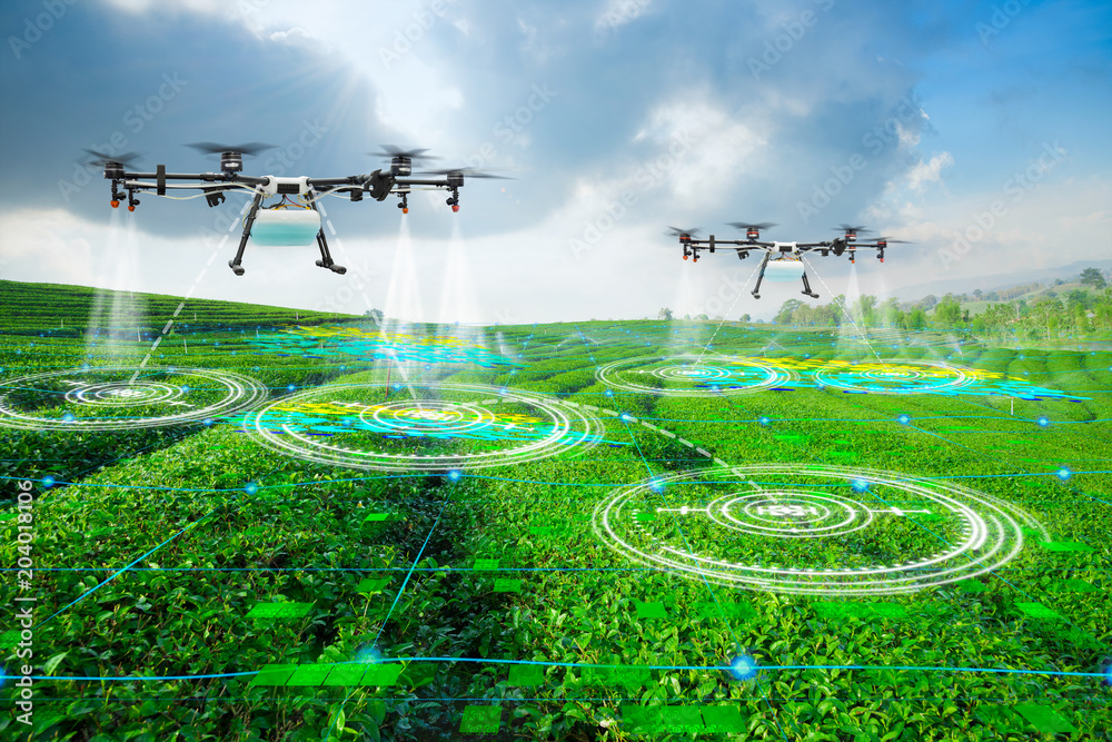 Agriculture drone scanning area to sprayed fertilizer on green tea fields, Technology smart farm 4.0