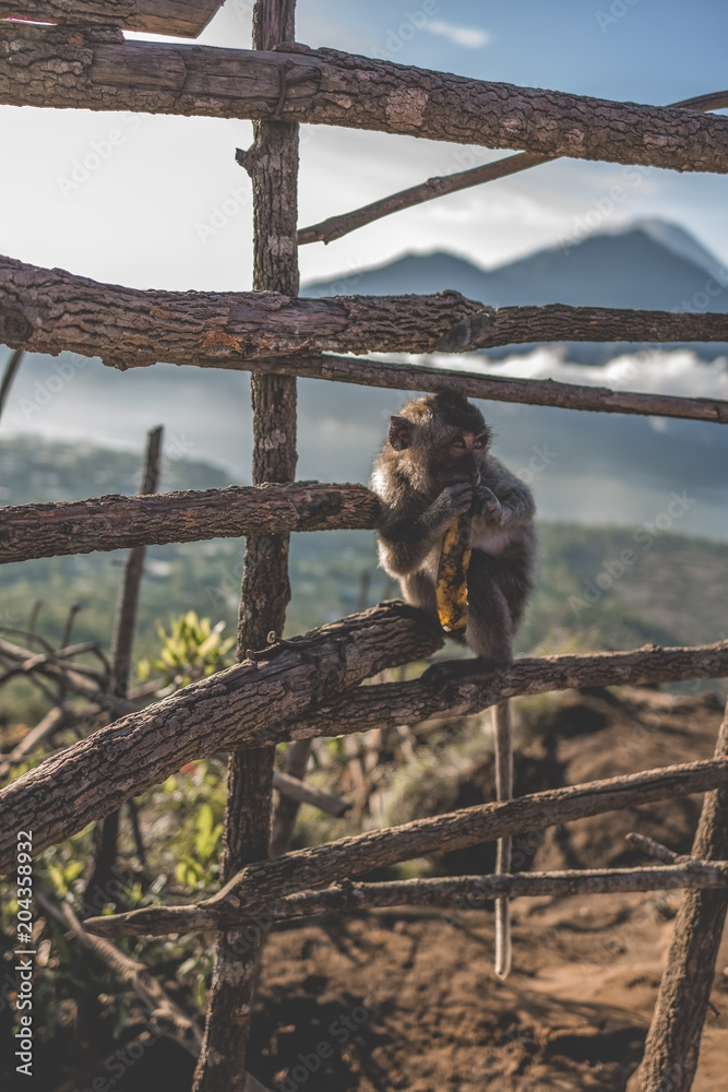 猴子在火山上吃香蕉皮