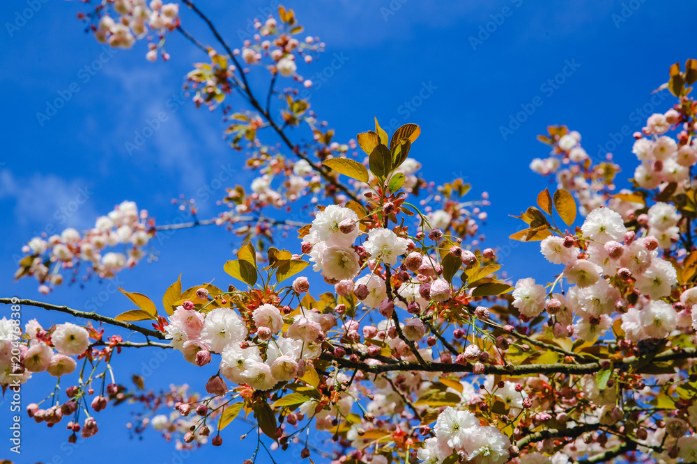 Frühlingsblühen - weiße Blüten und Sonnenlicht im Himmel