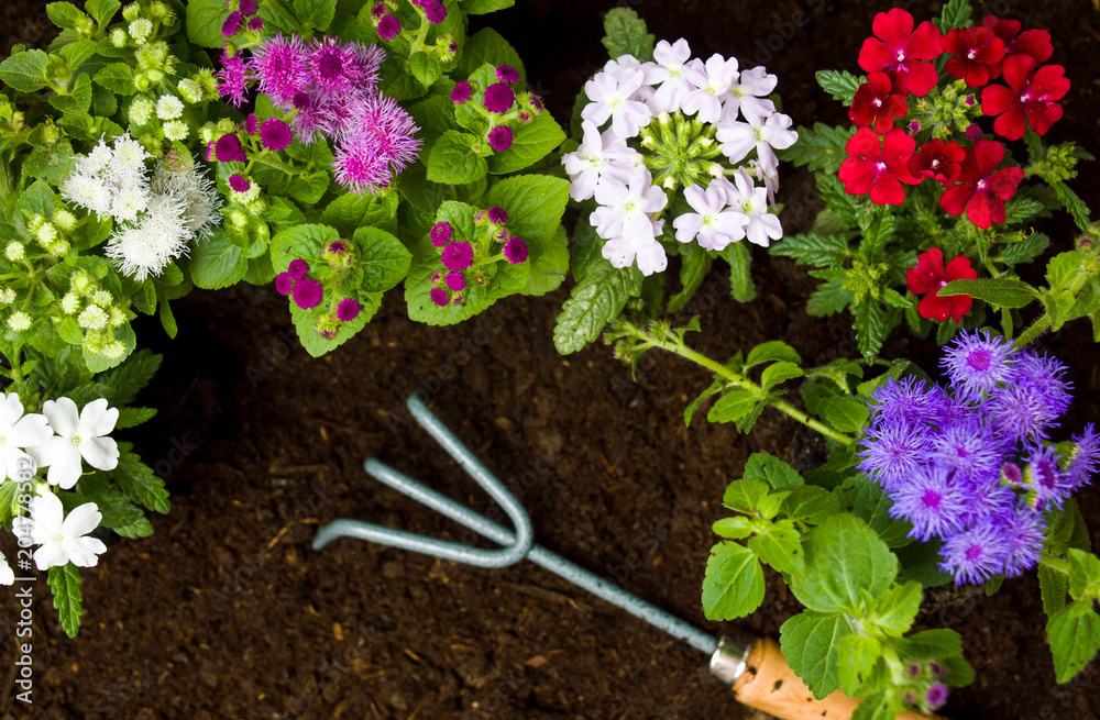 土壤中的花朵和园艺工具