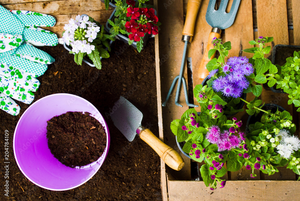土壤中五颜六色的花朵和园艺工具