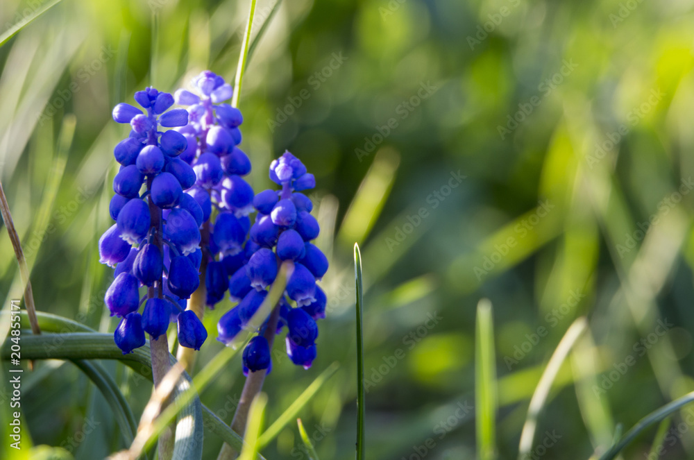 亚美尼亚麝香草的明亮蓝色花朵特写