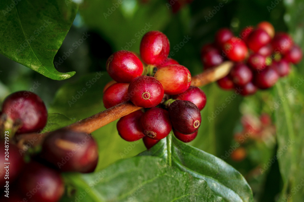 有机种植园中，咖啡浆果（樱桃）沿着咖啡树的树枝成簇生长