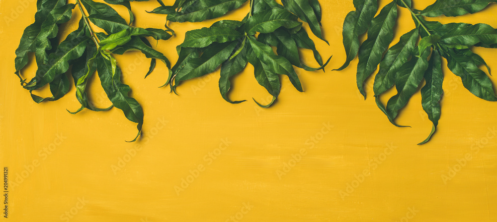 明亮的黄色背景上平坦的热带树木绿叶，俯视图，复制空间，宽com