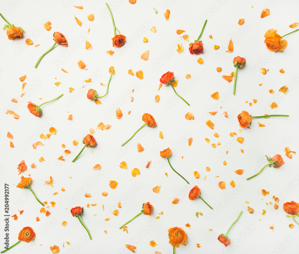 花卉纹理、图案或壁纸。白色背景上平铺着明亮的橙色毛茛花