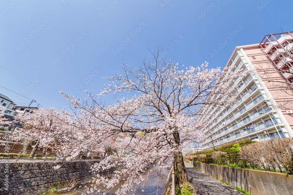 川沿いに咲く満開の桜