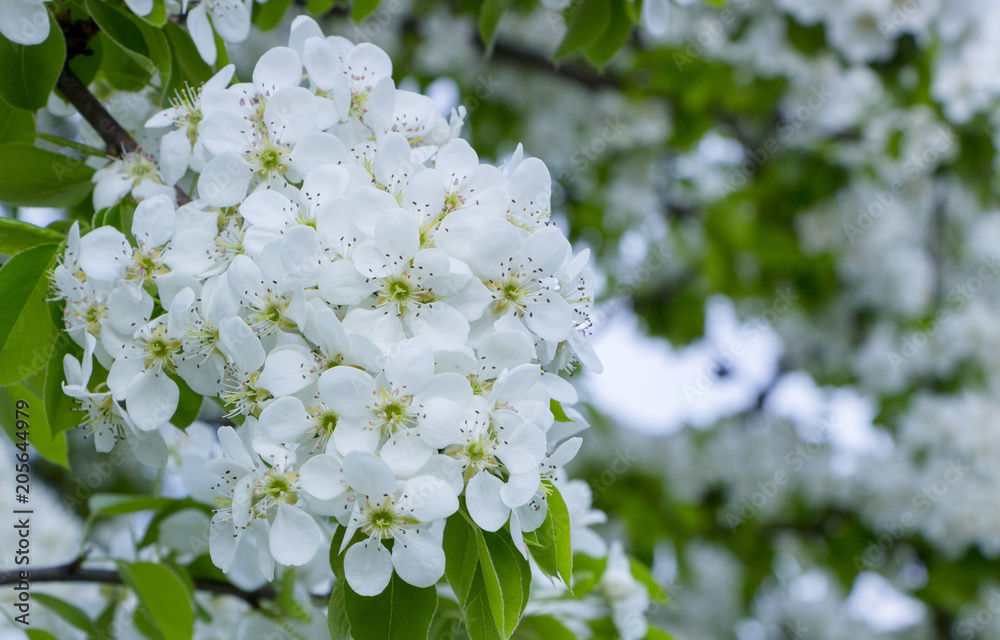 美丽的白色梨花在树枝上，映衬着天空