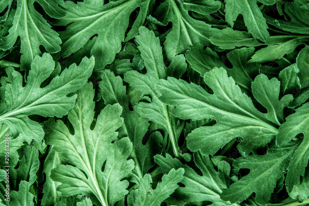 鲜绿色菊花叶子纹理背景，用于设计树叶图案和背景