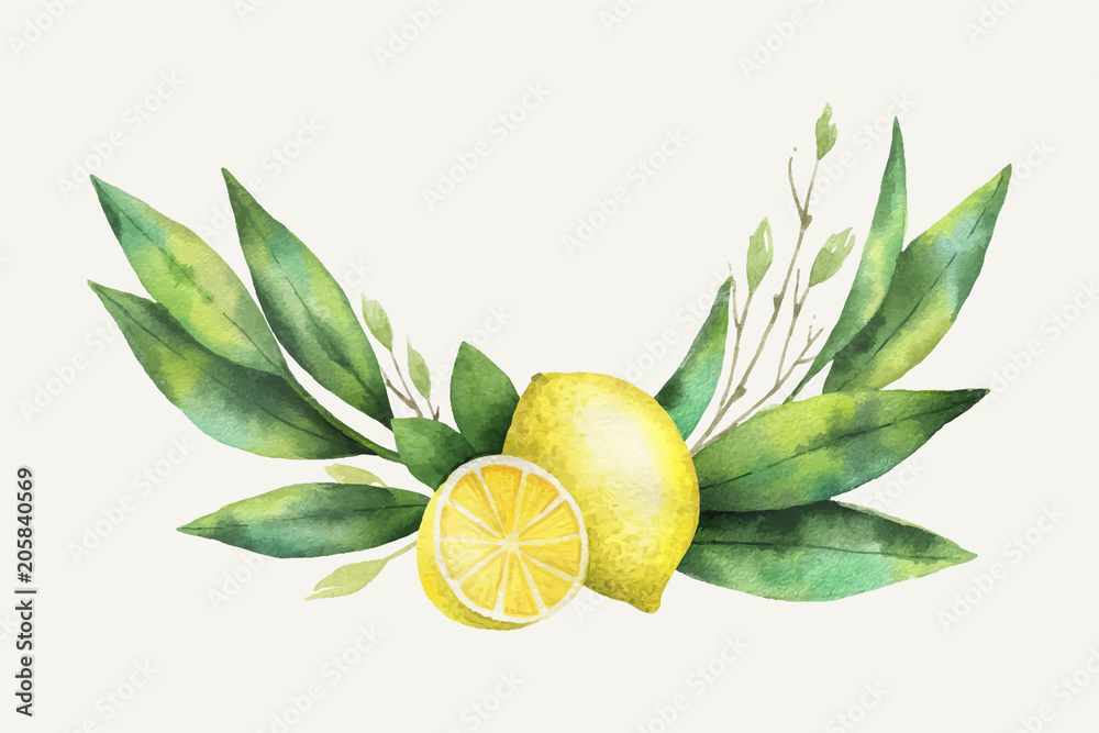 水彩矢量手绘柠檬和叶子花环。