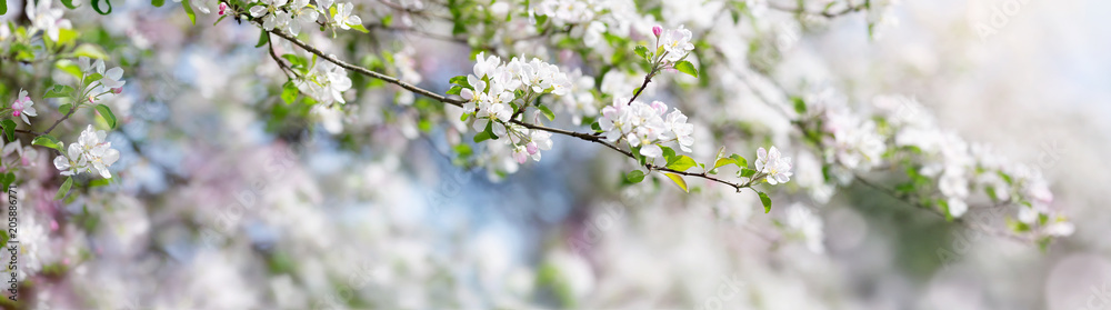 模糊的苹果树背景。美丽阳光下的春花