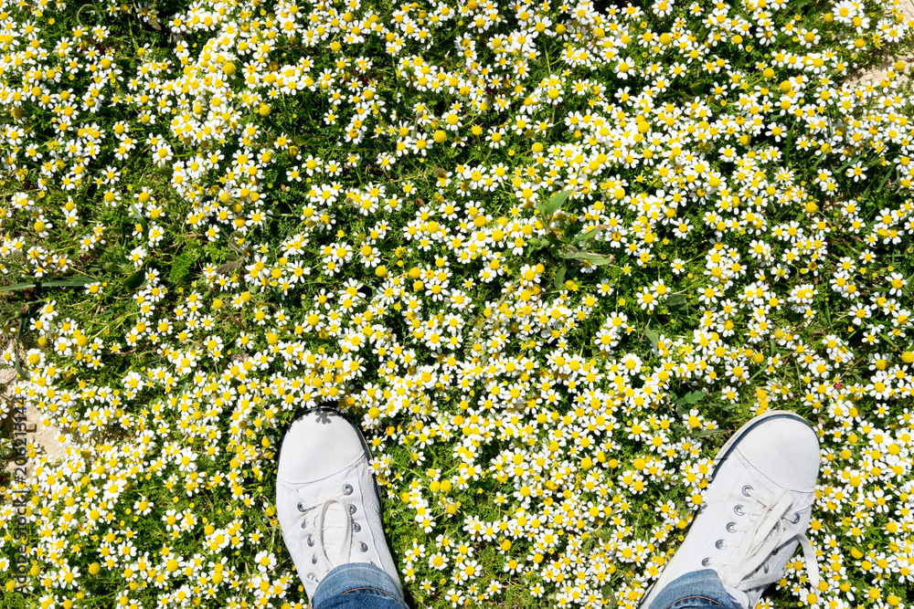 洋甘菊草地上白色运动鞋的俯视图，绿色、白色和黄色背景