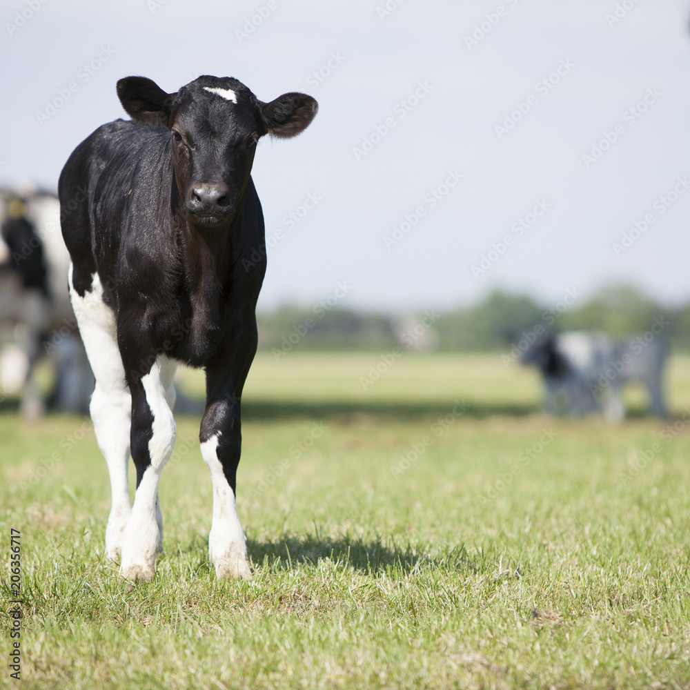 年轻的黑白相间的小牛站在草地上，好奇地盯着镜头，后面有奶牛。