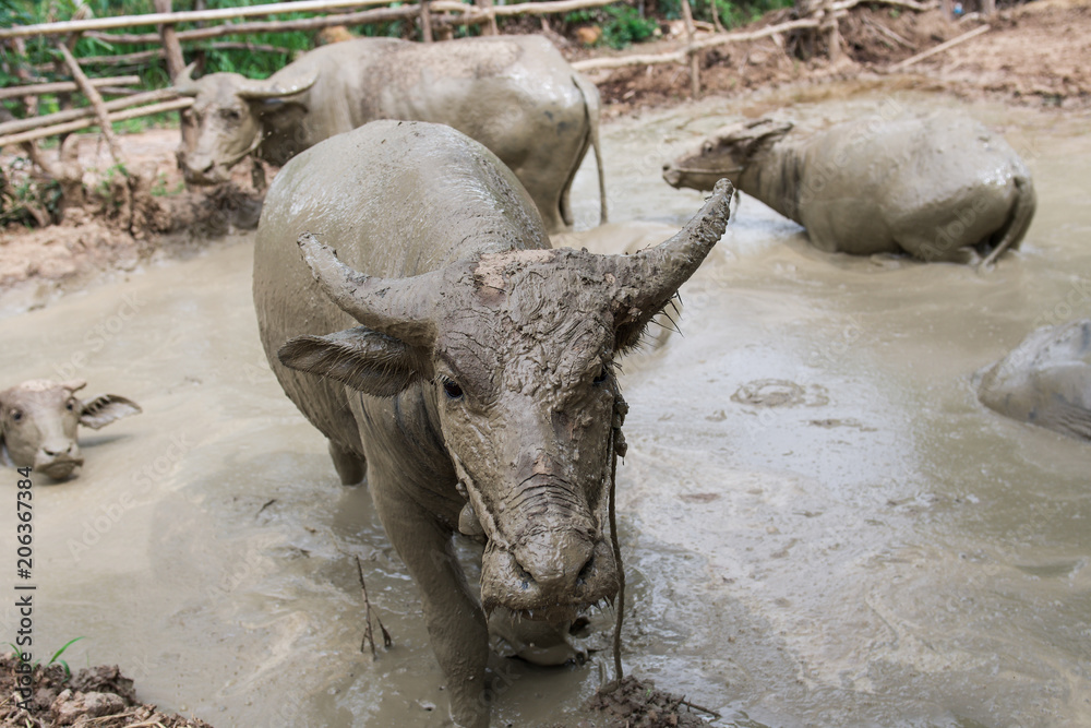 泰国农场里的水牛