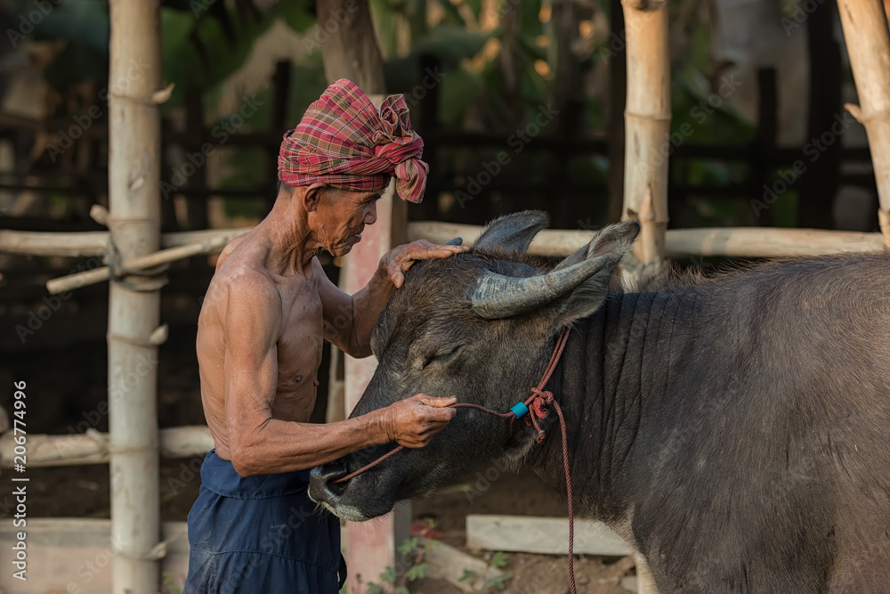 亚洲农民正在向他可爱的水牛示爱。这个概念就是友谊。