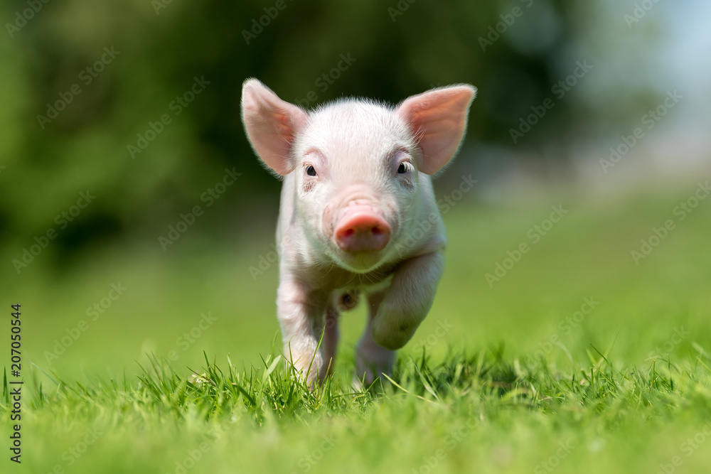 春天绿草上的新生小猪