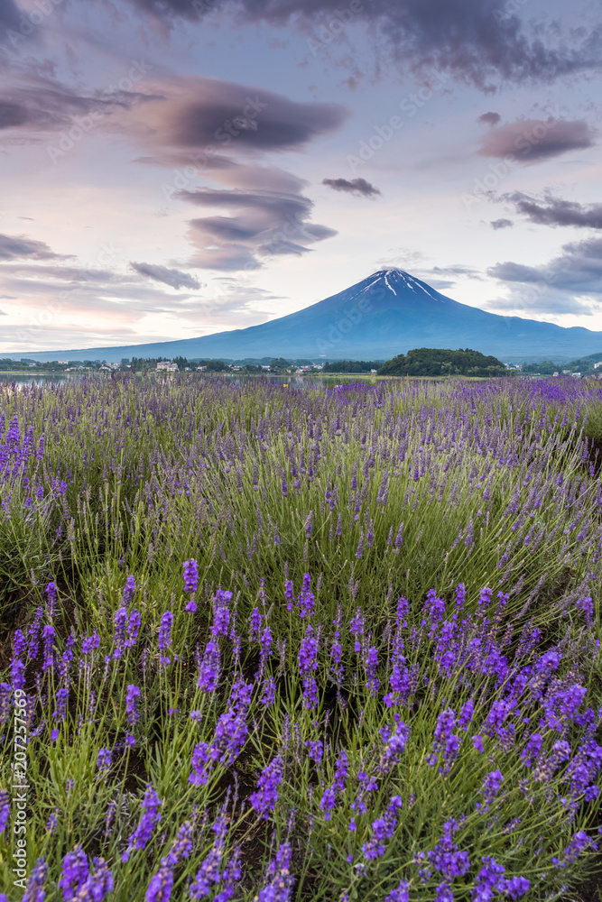 夏季和谷湖富士山和薰衣草田的景色